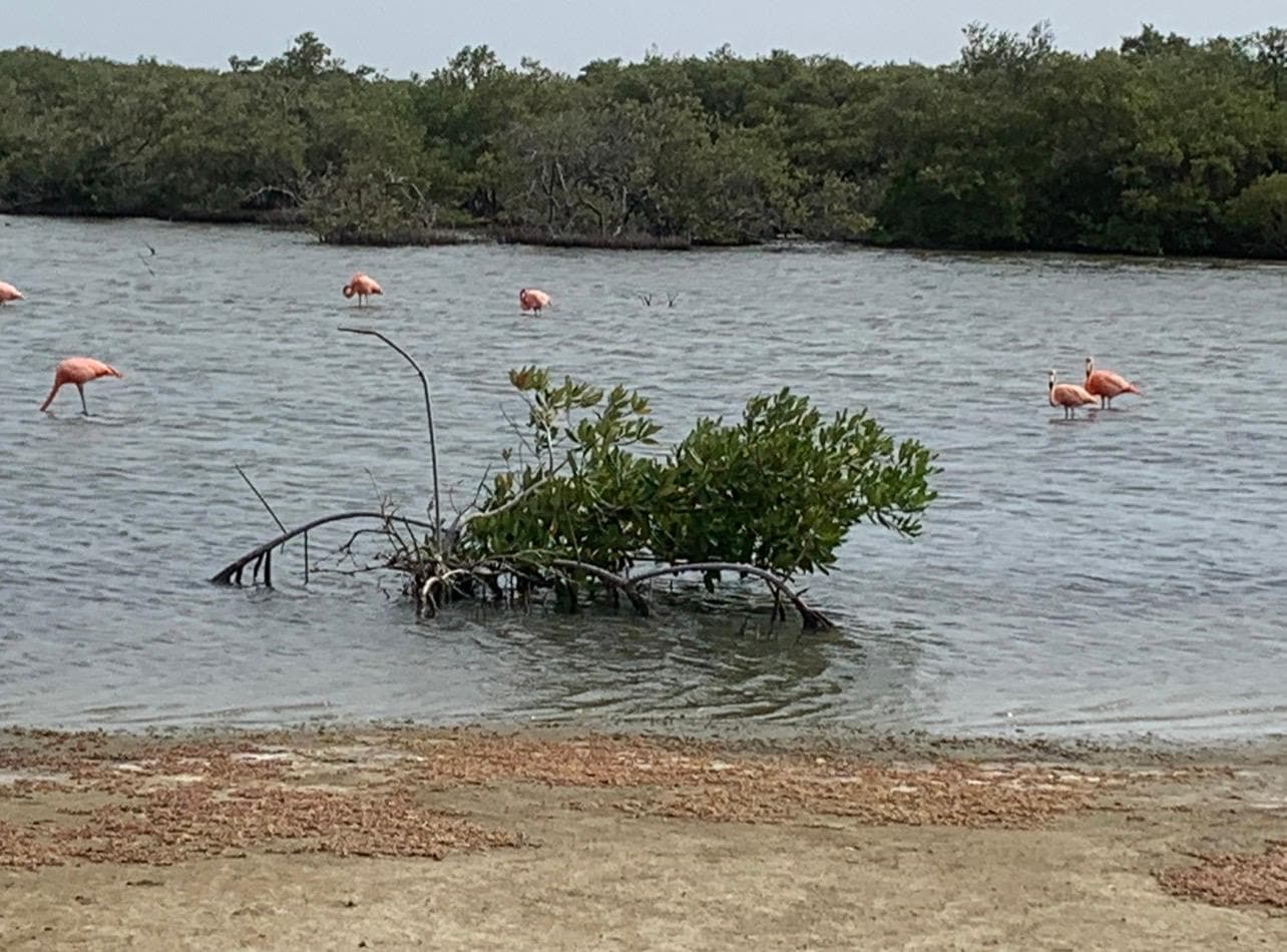 LOS GUARDIANES DE BONAIRE
