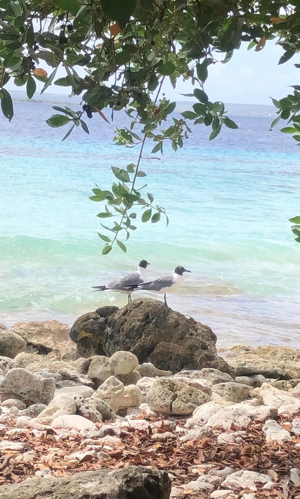 DONDE LA NATURALEZA SUSURRA